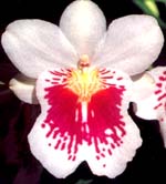 Miltoniopsis phalaenopsis