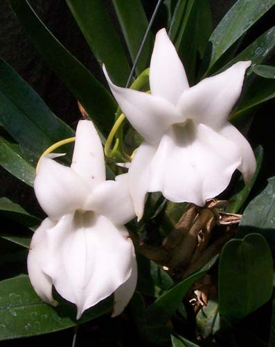 Big Leaf Orchid forum • View topic - Angraecum magdalenae